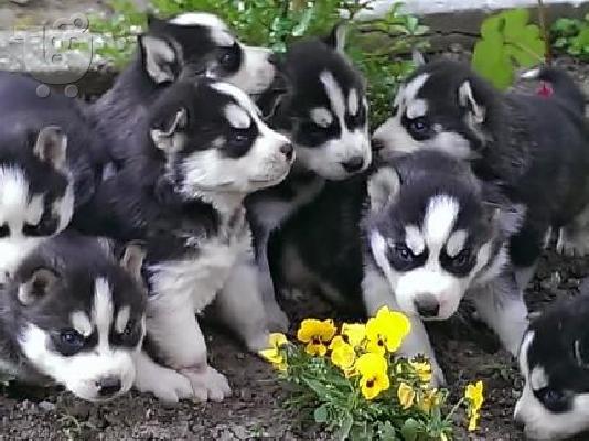PoulaTo: Kαλή τιμή!!!.Πουλάω όμορφα κουτάβια ράτσα SIBERIAN HUSKY - Σιβηριανος Χασκι -220 euro